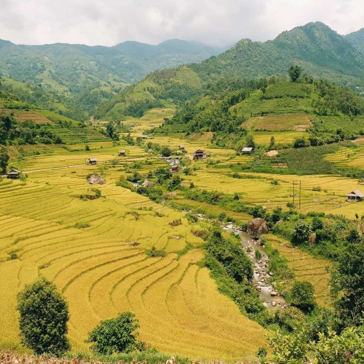 Harvest season: golden rice terraces along the Muong Hoa valley at Ta Van.
