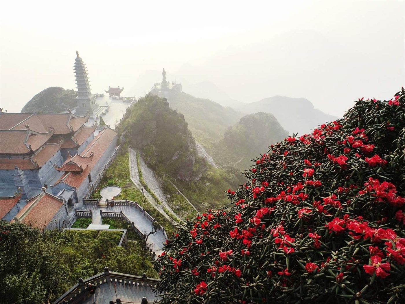 Red rhododendrons in bloom beside the temple complex on Fansipan.