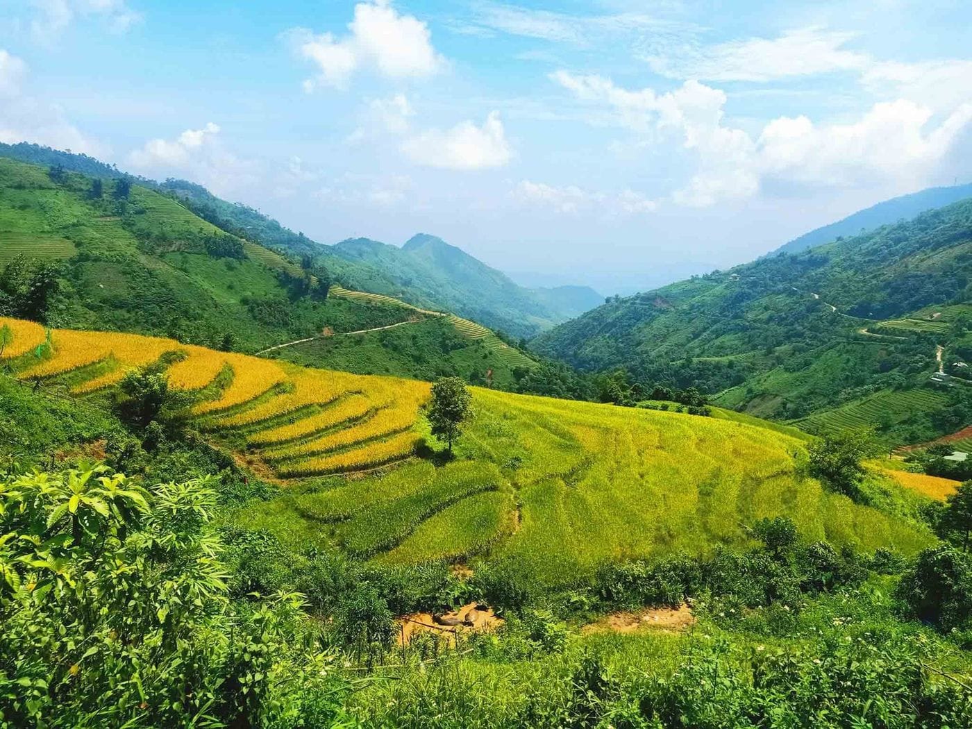 Ta Phin rice terraces in green and gold on the mountainside under a clear sky.