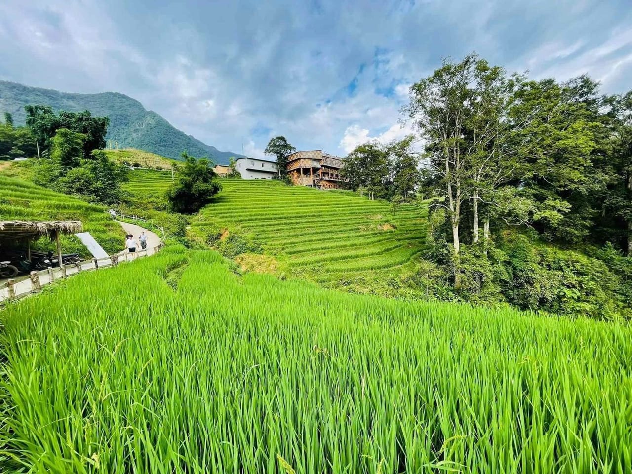 Grüne Reisterrassen und ein schmaler Weg hinauf zu den Homestays am Hang von Ta Van.